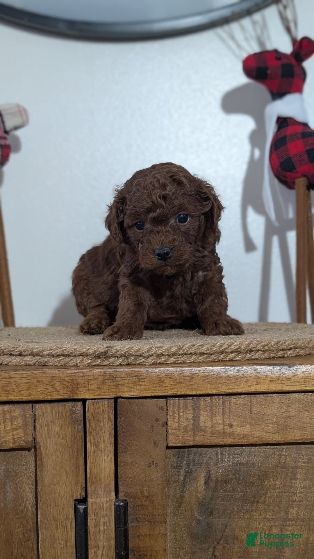 Miniature Poodle dogs for sale: Mason - Ad 2