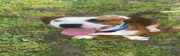 Mixed Breed dogs for sale: Mixed Breed 1 - Ad 8