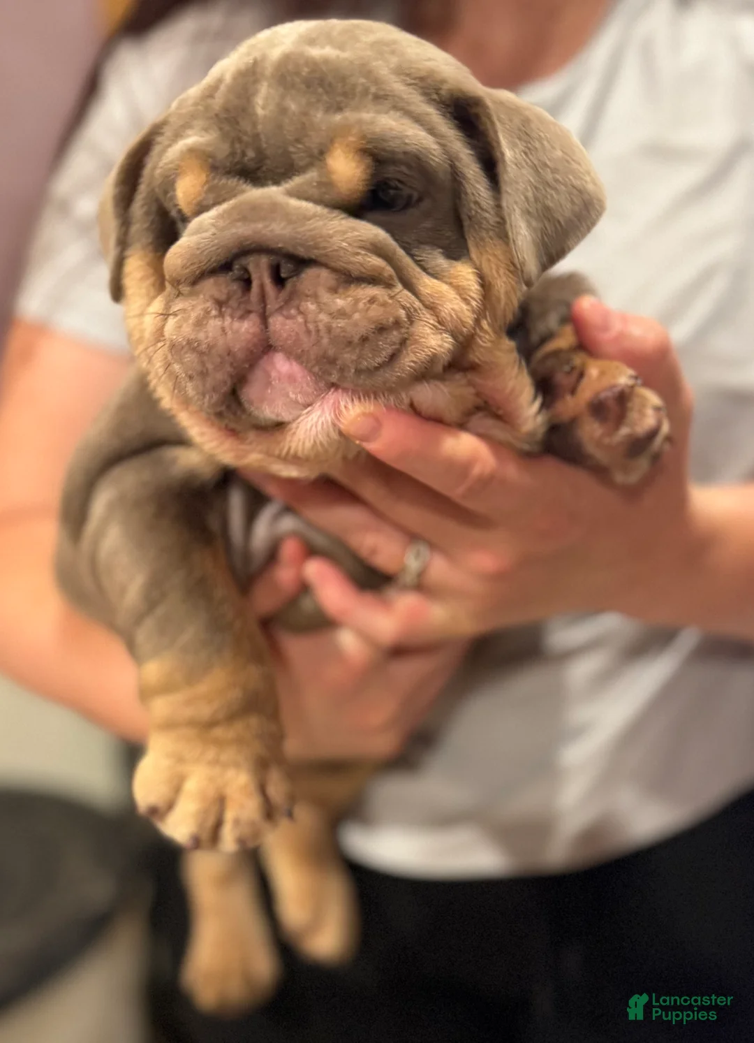 English Bulldog dogs for sale: Junie - English Bulldog - Ad 3