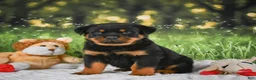 Rottweiler dogs for sale: Knox - Ad 17