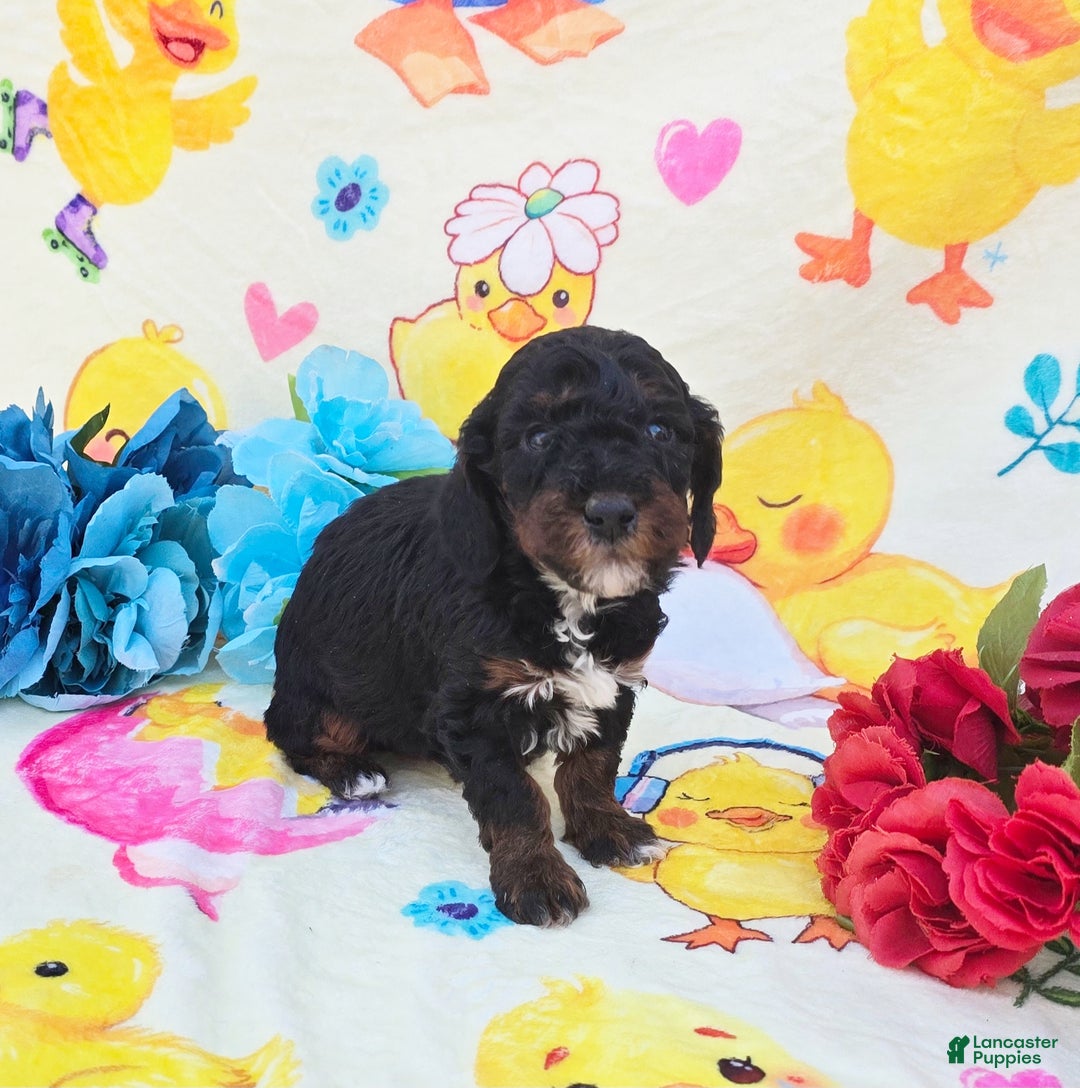 Cavapoo dogs for sale: Relic - Ad 3