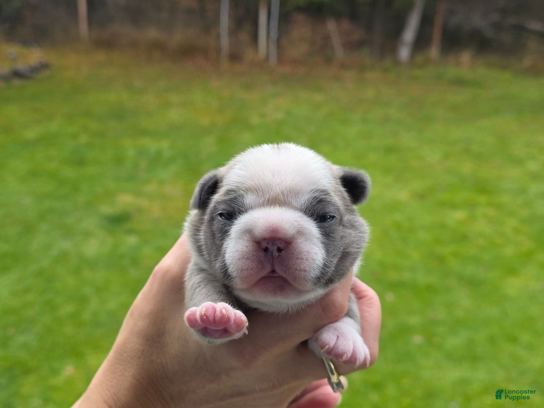 French Bulldog dogs for sale: ❄️ Ana – Blue Panda Husky-Pattern French Bulldog - Ad 4