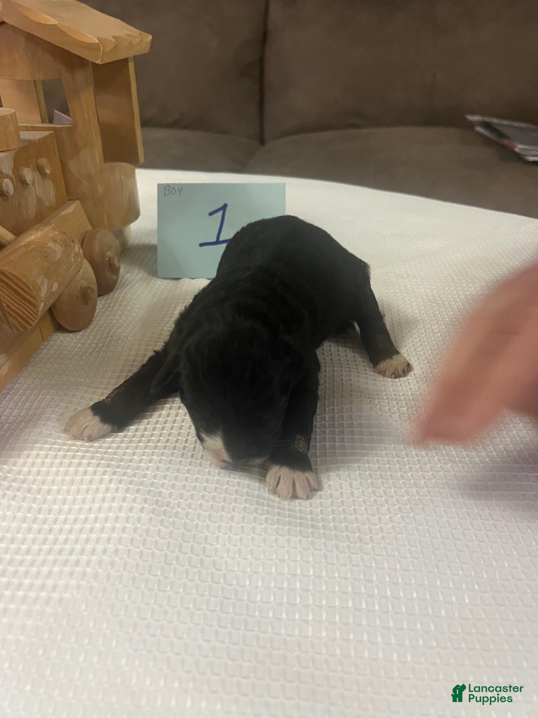 Aussiedoodle dogs for sale: Jackpot. - Ad 3