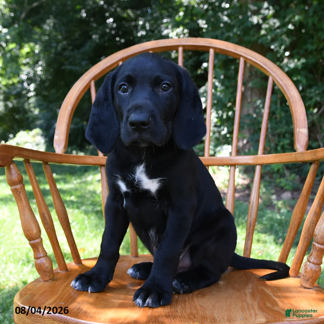 Mixed Breed dogs for sale: Moonbeam - Ad 2