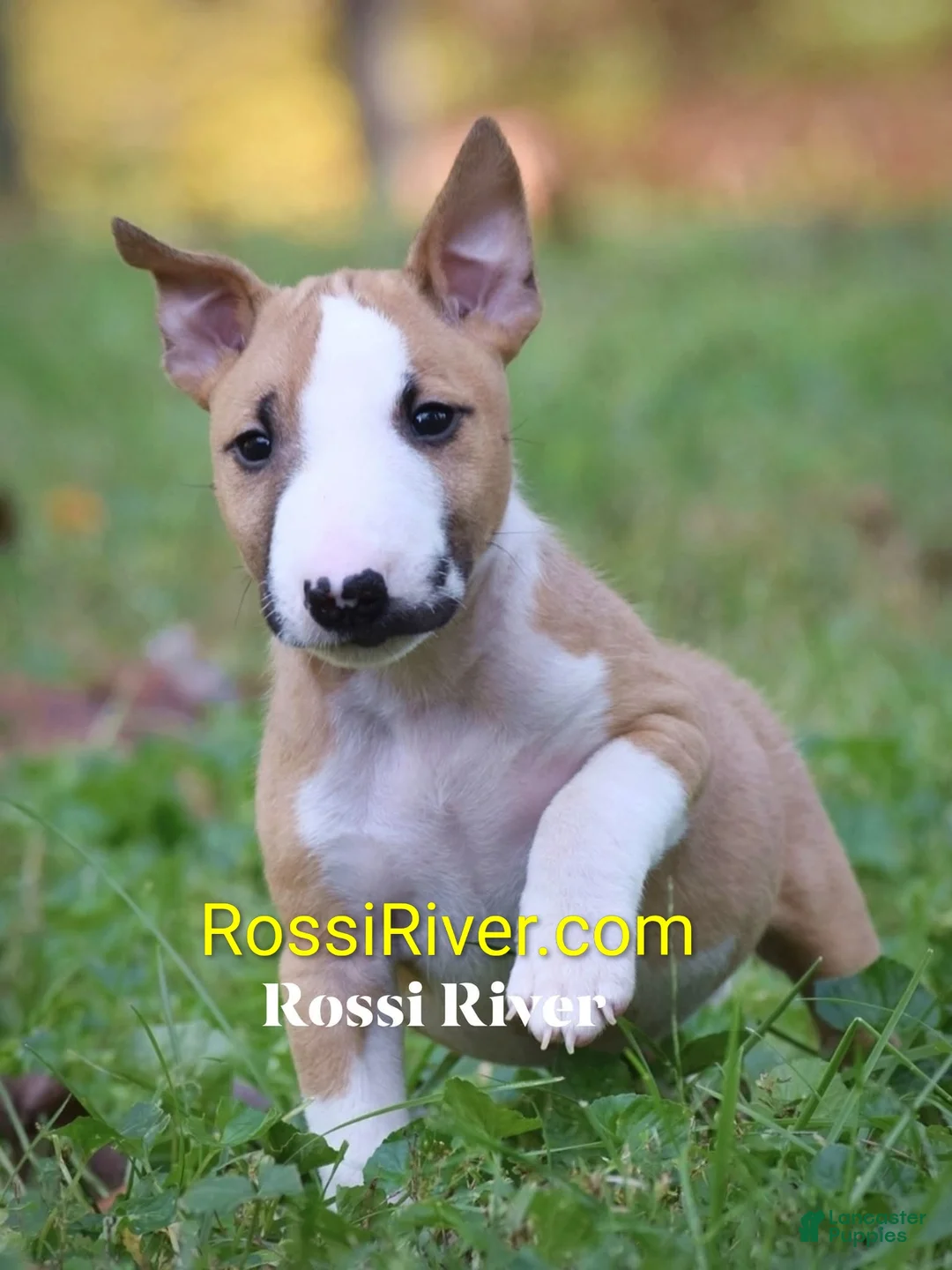 Miniature Bull Terrier dogs for sale: Miniature Bull Terrier 2 - Ad 1