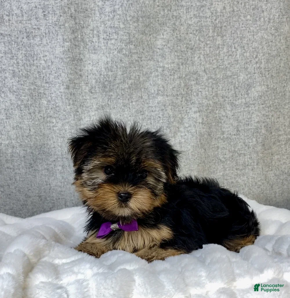 Yorkshire Terrier dogs for sale: Eva - Ad 3