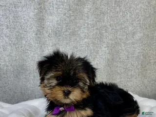Yorkshire Terrier dogs for sale: Eva - Ad 3