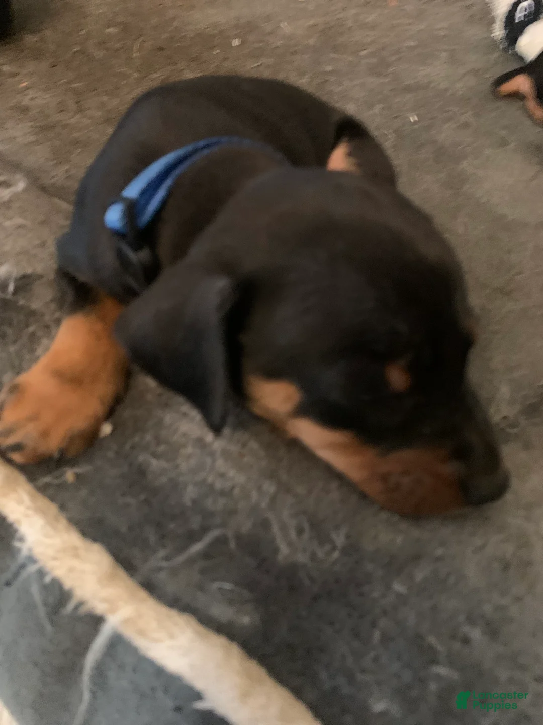 Miniature Pinscher dogs for sale: Benji - Ad 2