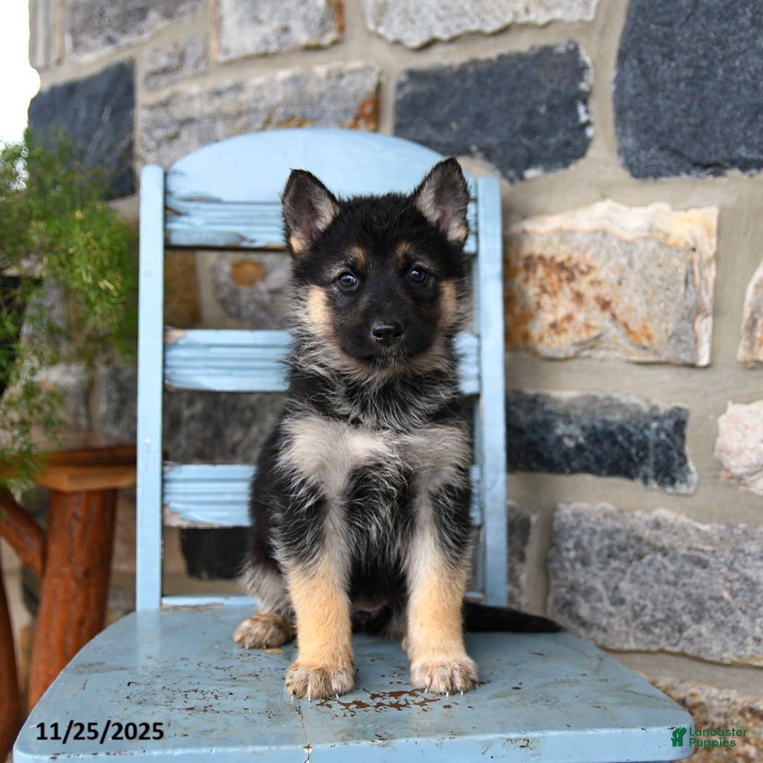 Gerberian Shepsky dogs for sale: Penny - Ad 1