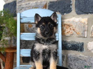 Gerberian Shepsky dogs Penny - Ad 8