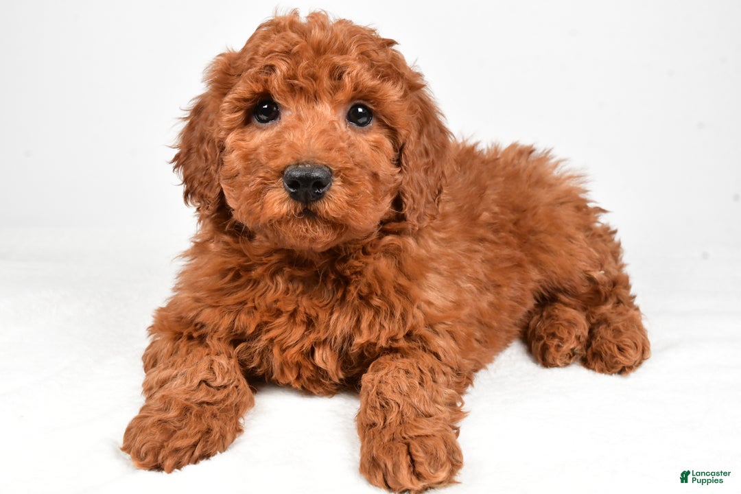 Miniature Poodle dogs for sale: Jasper - Ad 1