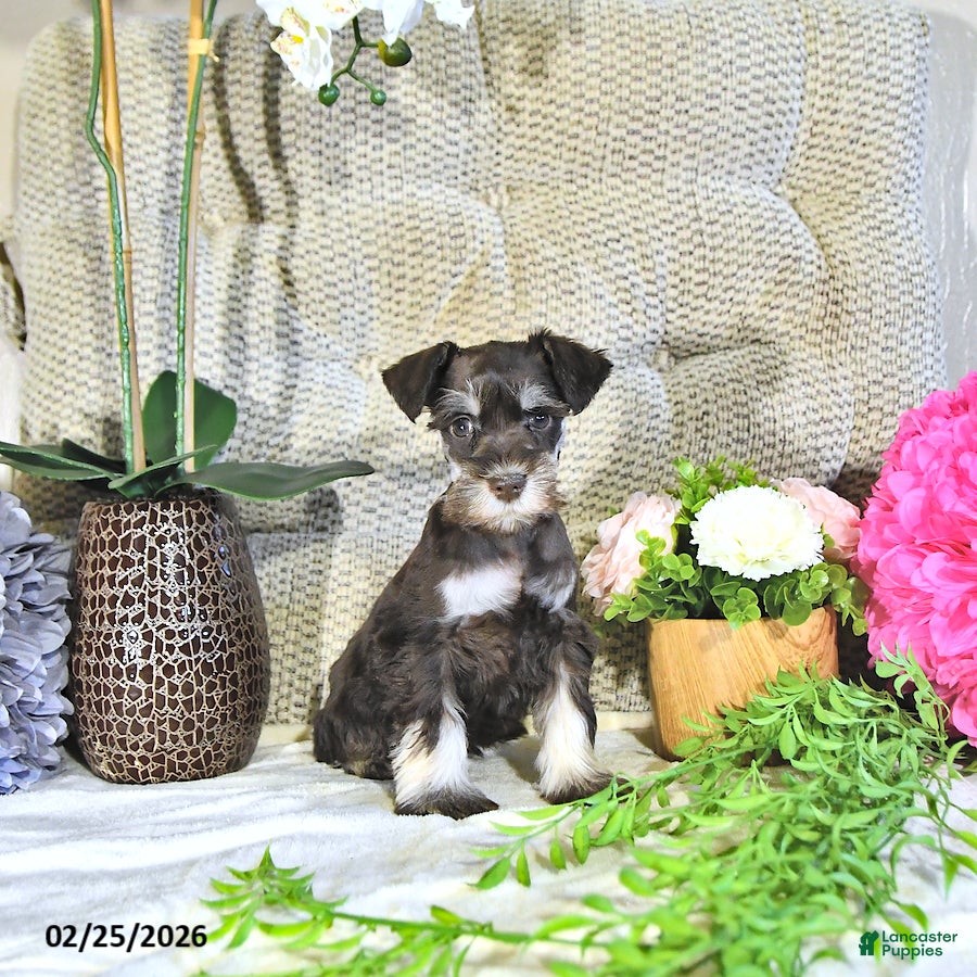 Miniature Schnauzer dogs Koby - Ad 1