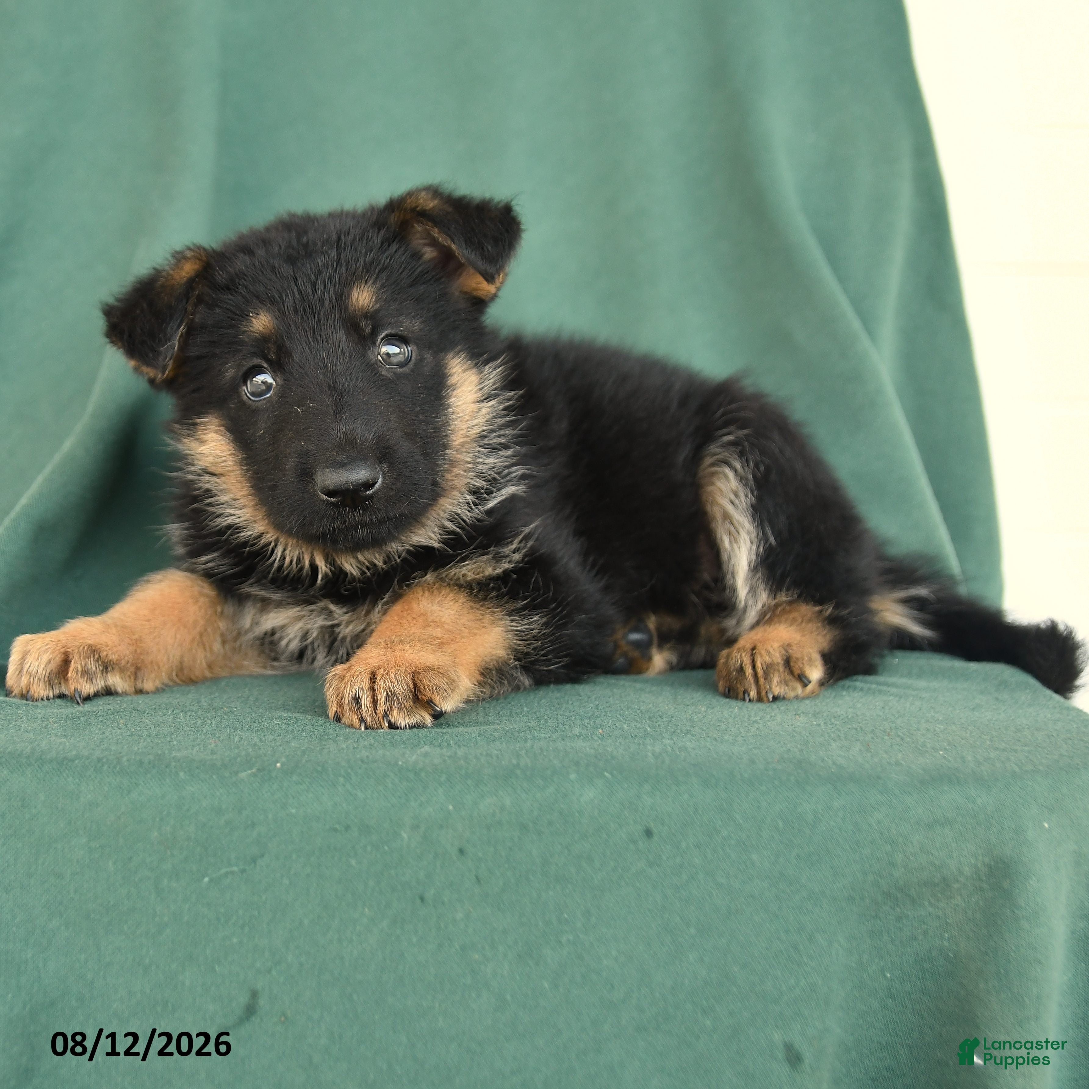 German Shepherd dogs Grant  - Ad 2