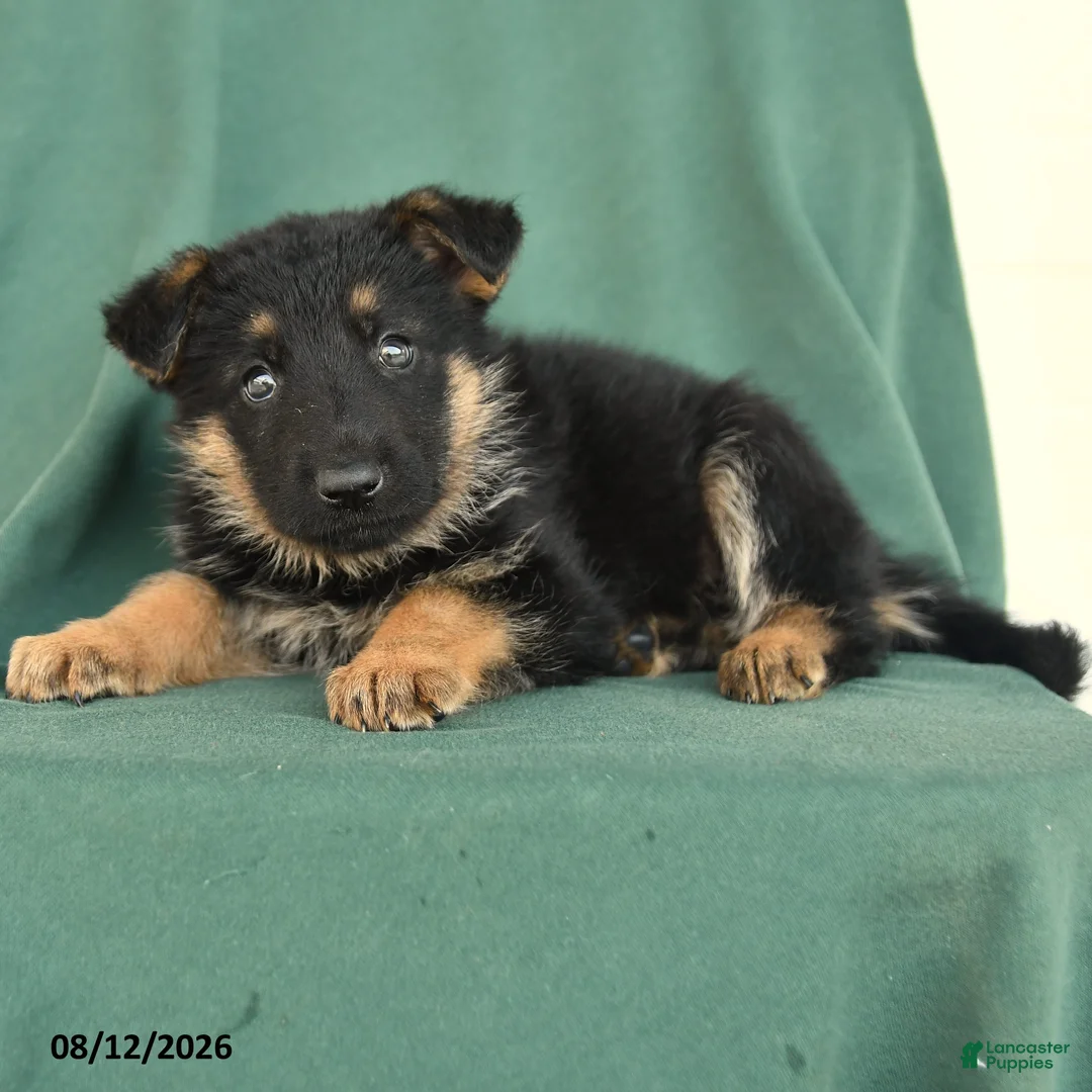 German Shepherd dogs for sale: Grant  - Ad 2