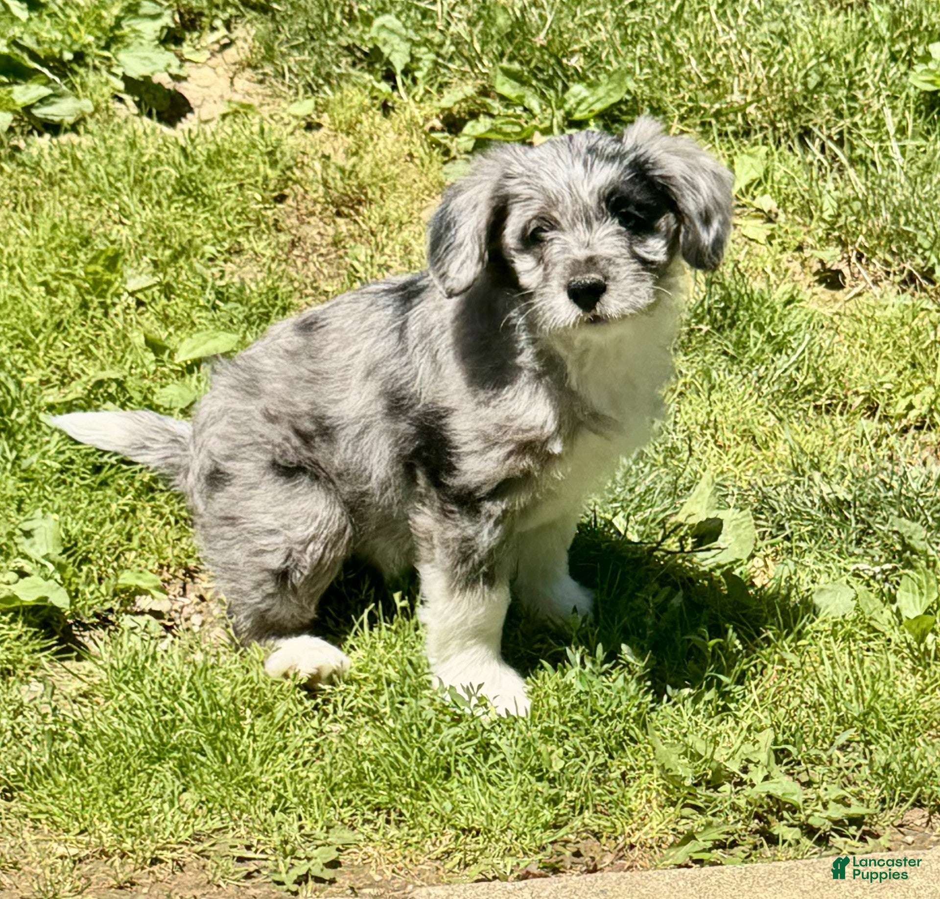 Mini Aussiedoodle dogs Cici - Ad 2