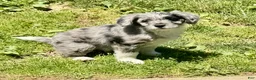 Mini Aussiedoodle dogs for sale: Cici - Ad 2