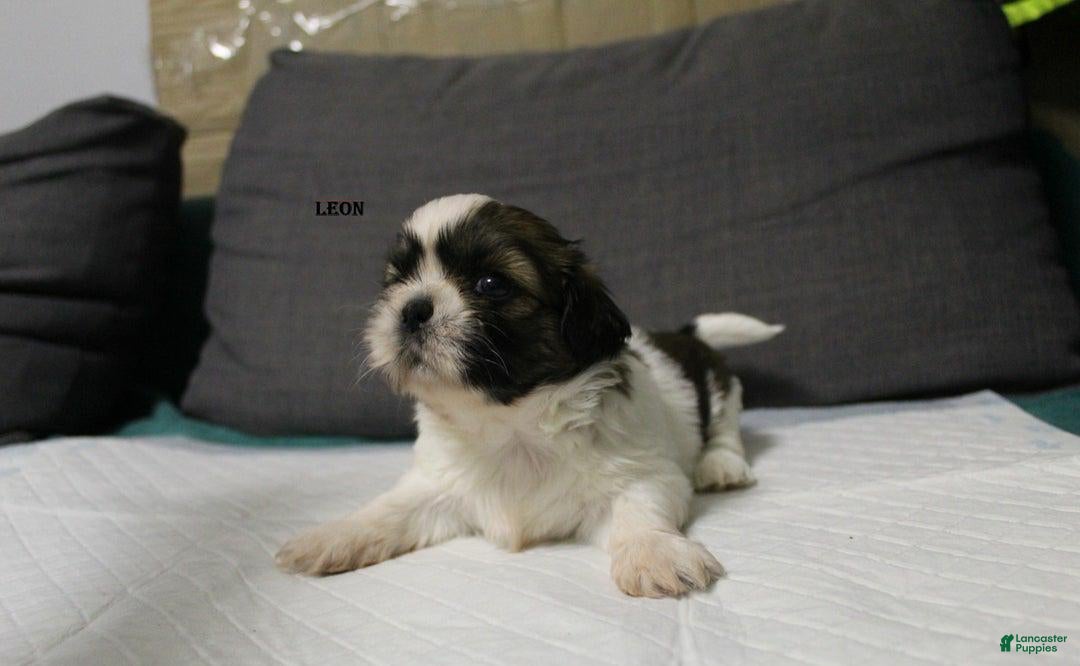 Shih Tzu dogs for sale: Leon - Ad 2