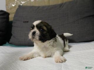 Shih Tzu dogs Leon - Ad 10