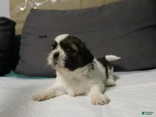 Shih Tzu dogs Leon - Ad 15
