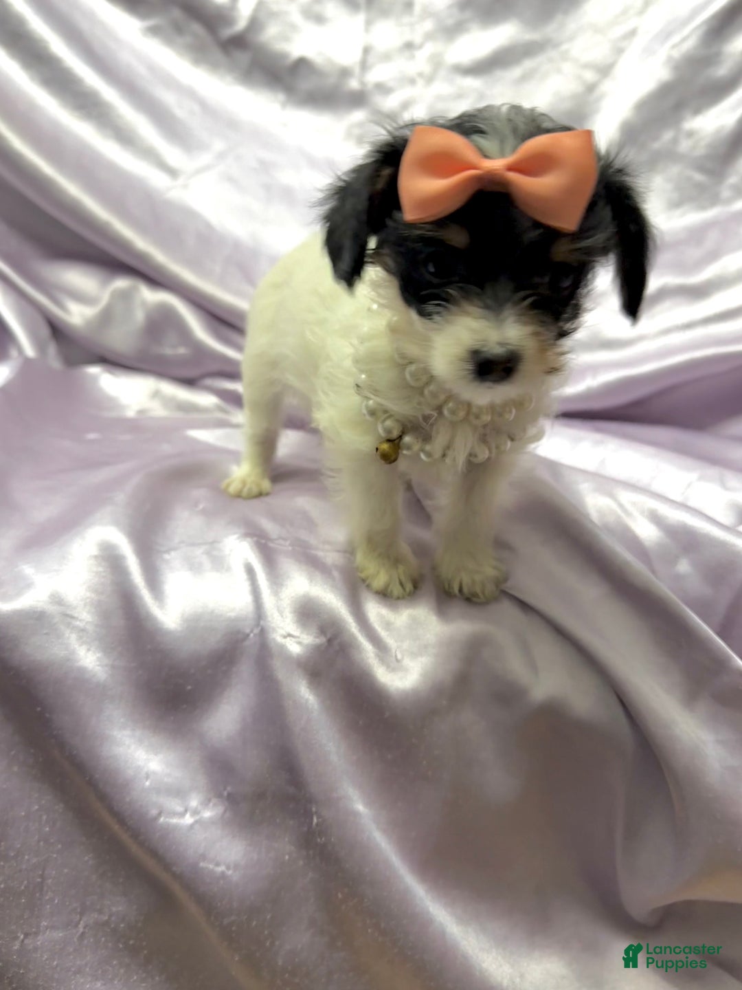 Yorkshire Terrier dogs for sale: Alfredo - Ad 12