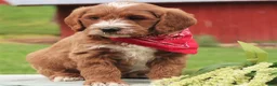 Labradoodle dogs for sale: Paxton - Ad 2