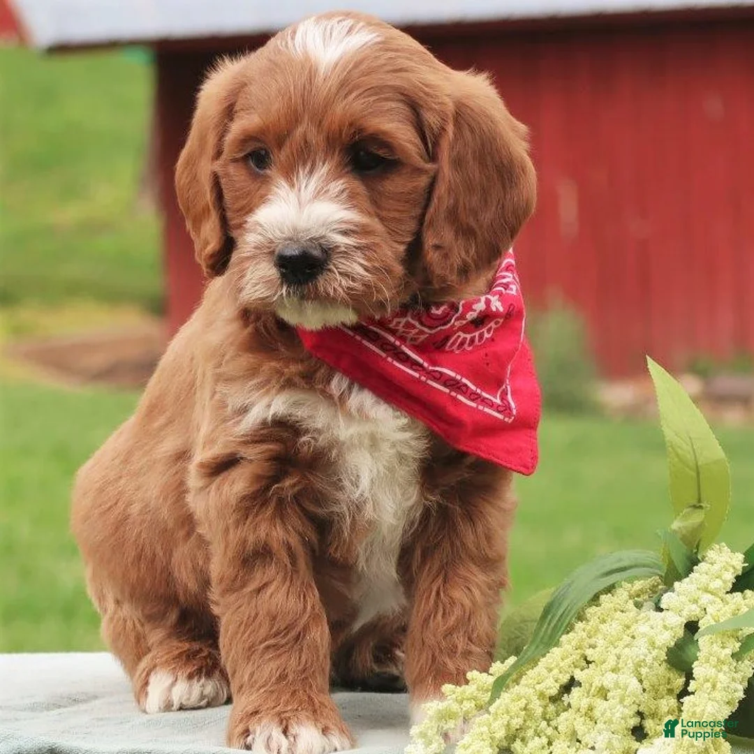 Labradoodle dogs for sale: Paxton - Ad 2