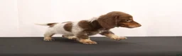 Dachshund dogs for sale: Ricky - Ad 11