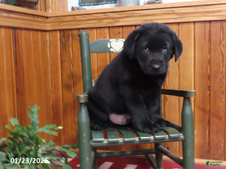 Mixed Breed dogs Oscar - Ad 22