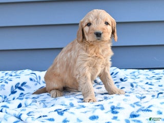 Goldendoodle dogs Bear - Ad 4