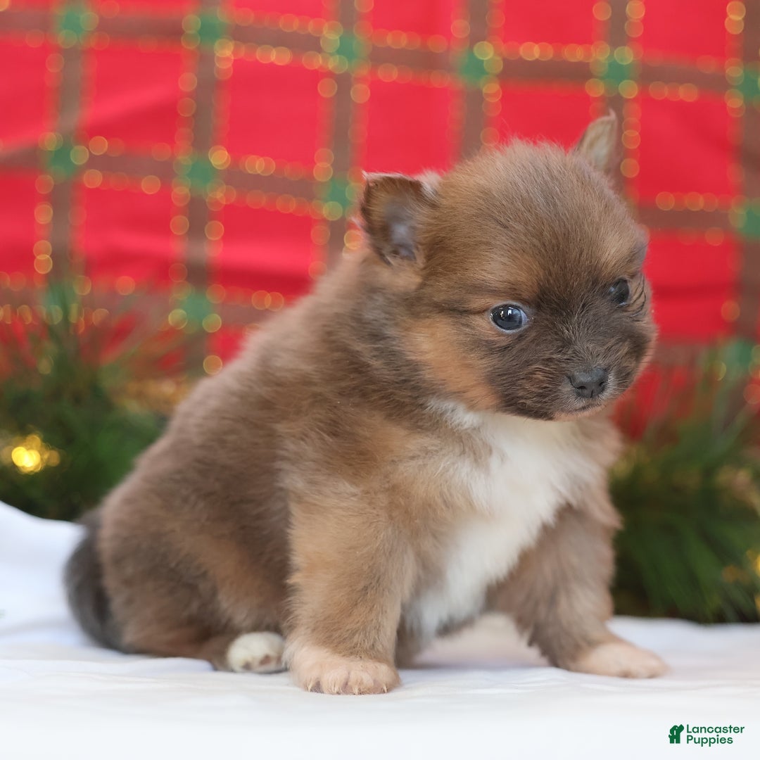 Pomeranian dogs for sale: Brownie  - Ad 9