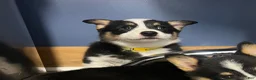Welsh Corgi Pembroke dogs for sale: Coal - Ad 1
