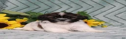 Shih Tzu dogs for sale: Irving - Ad 4