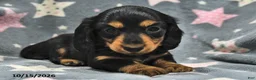 Miniature Dachshund dogs for sale: Luna  - Ad 3