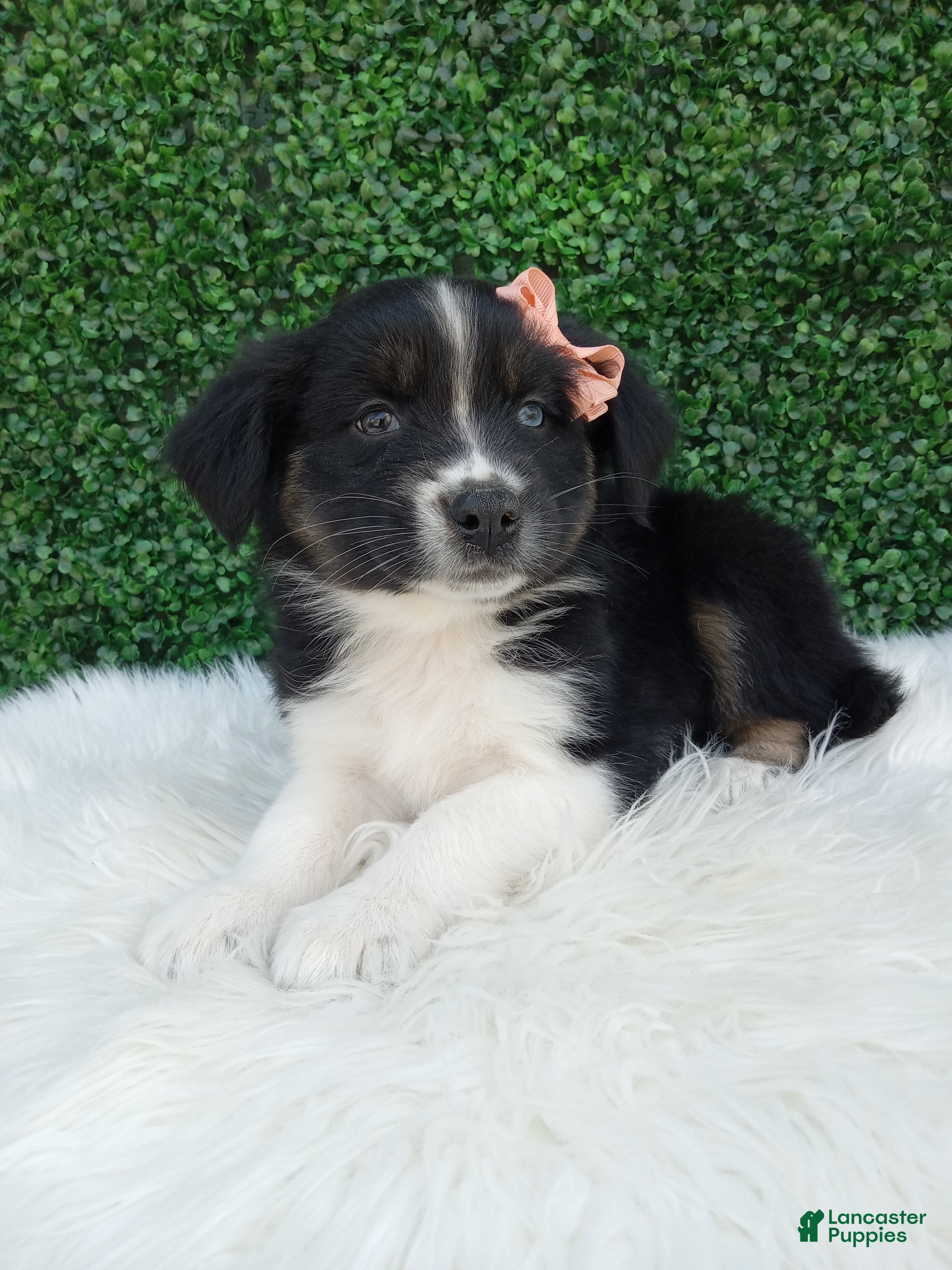 Australian Shepherd dogs Skye - Ad 2