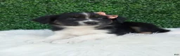 Australian Shepherd dogs for sale: Skye - Ad 2
