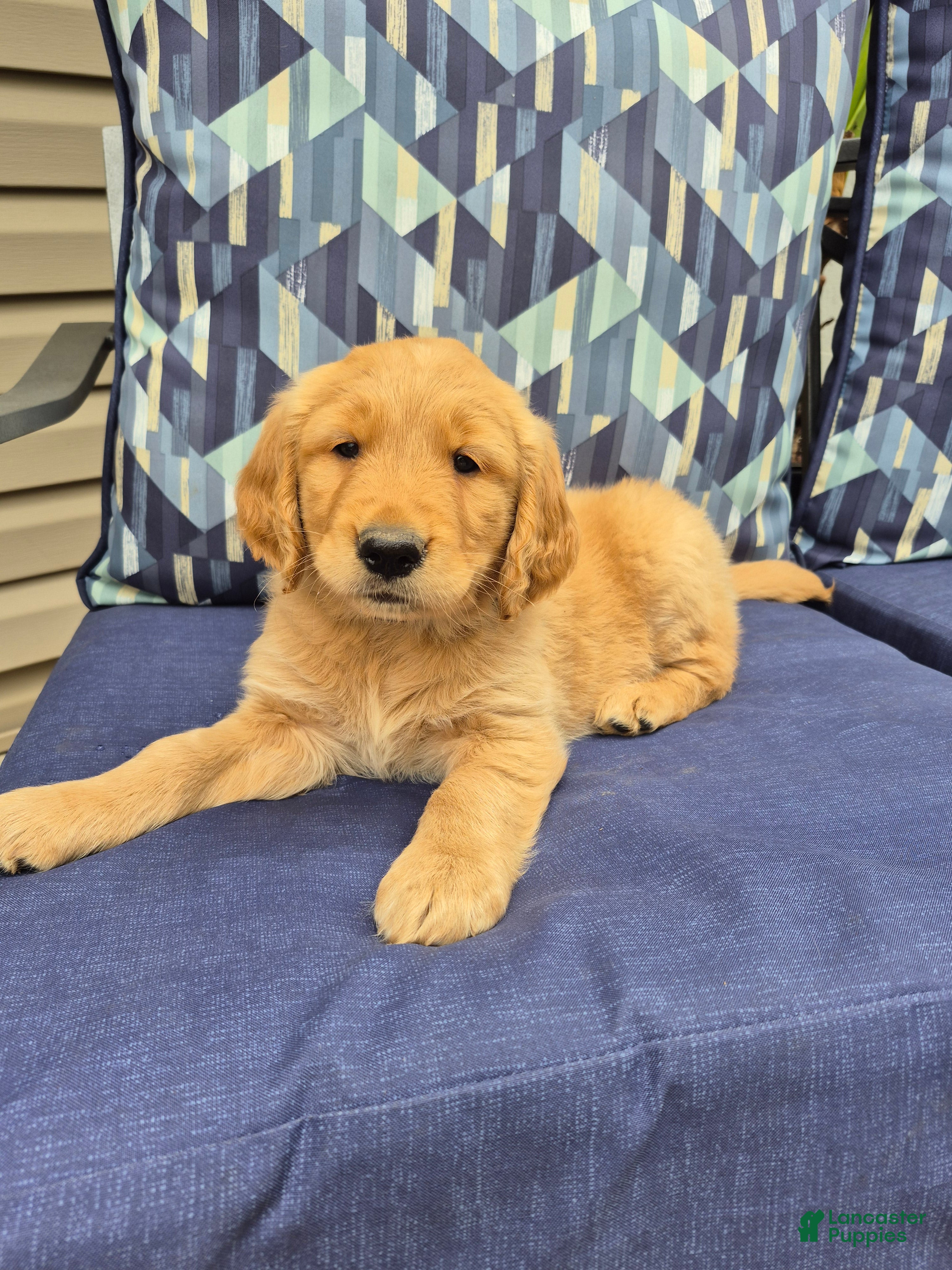 Golden Retriever dogs Golden Retriever 3 - Ad 1