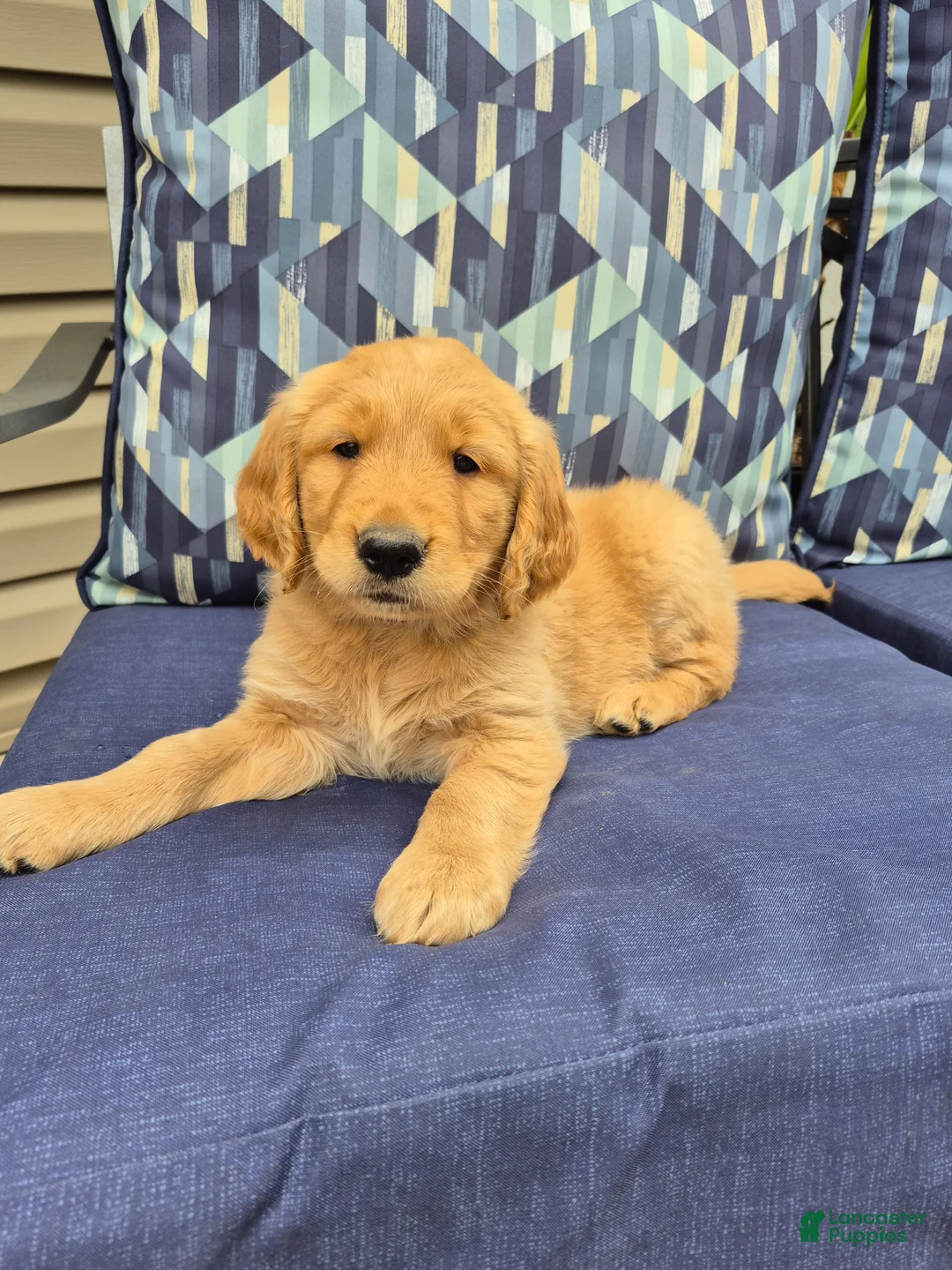Golden Retriever dogs for sale: Golden Retriever 3 - Ad 1