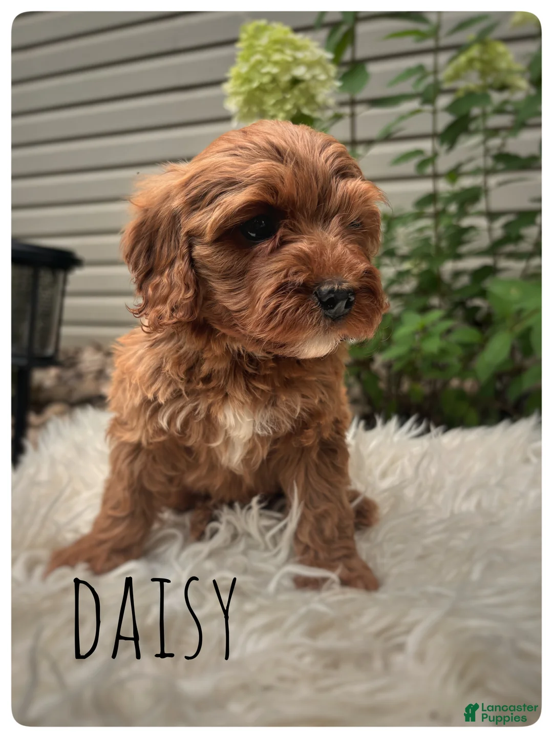 Cavapoo dogs for sale: Daisy - Ad 1
