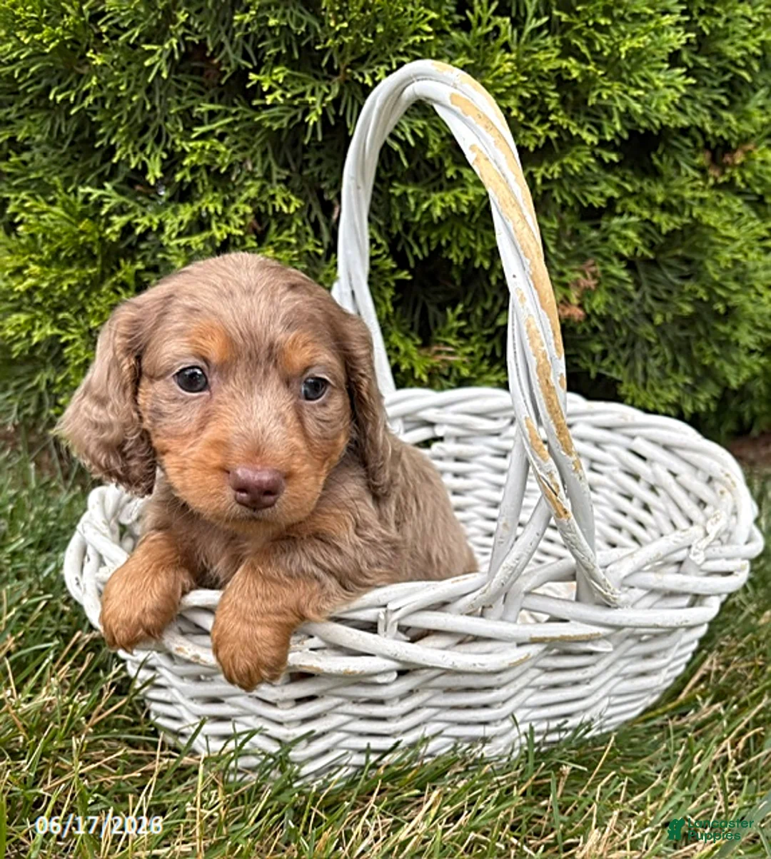 Dachshund dogs for sale: Sebastian - Ad 1
