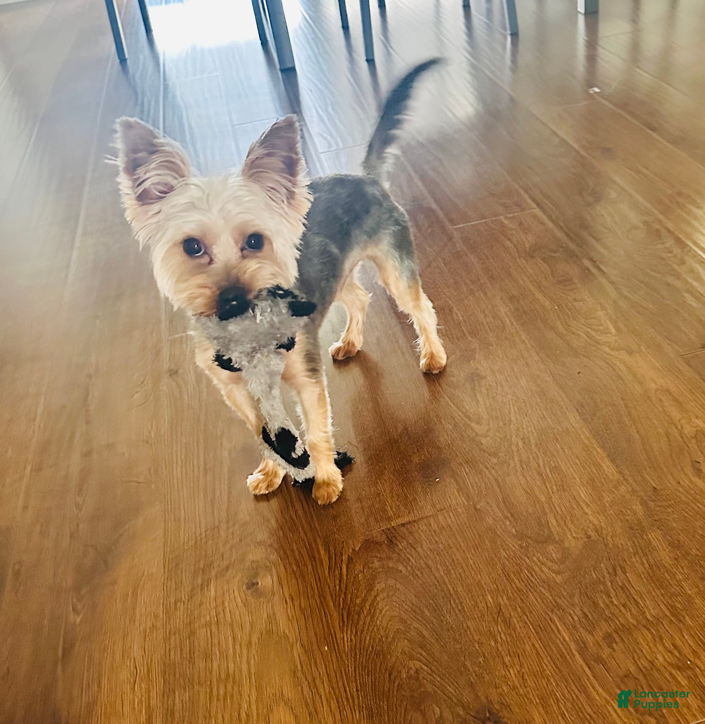 Yorkshire Terrier dogs Yorkshire Terrier 1 - Ad 24