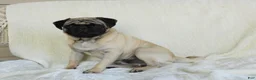 Pug dogs for sale: Dusty - Ad 5