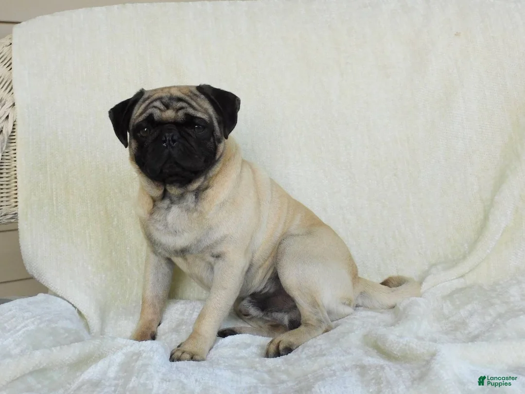 Pug dogs for sale: Dusty - Ad 5