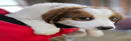 Mixed Breed dogs for sale: Mixed Breed Puppy 1 - Ad 4