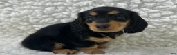Mixed Breed dogs for sale: Sadie - Ad 4