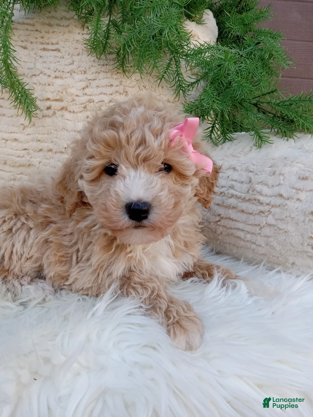 Bichpoo dogs for sale:  Britney  - Ad 1