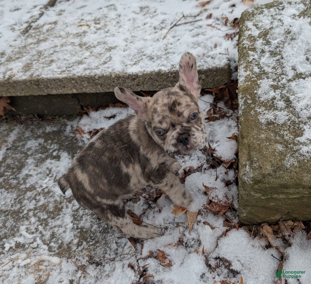 French Bulldog dogs for sale: Calico - Ad 2