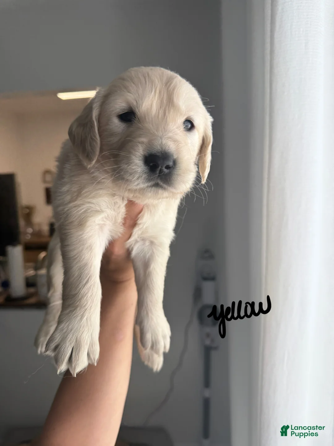 Golden Retriever dogs for sale: Golden Retriever Puppy 5 - Ad 1