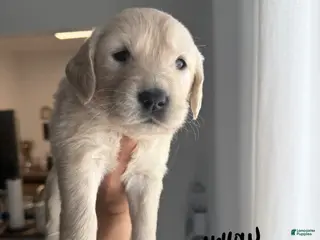 Golden Retriever dogs Golden Retriever Puppy 5 - Ad 9