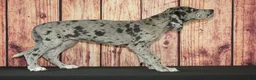 Great Dane dogs for sale: Tilly - Ad 3