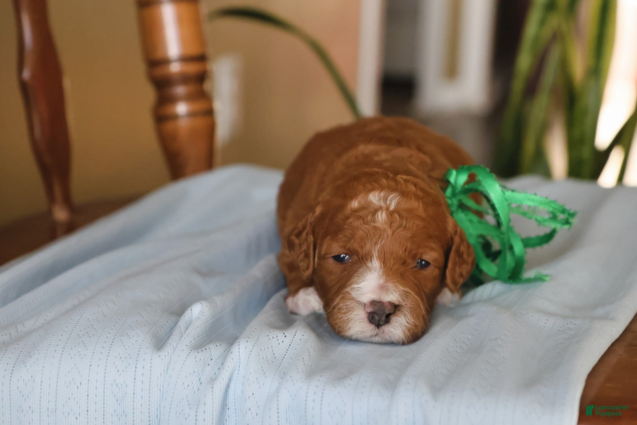 Goldendoodle dogs Auggie - Ad 2